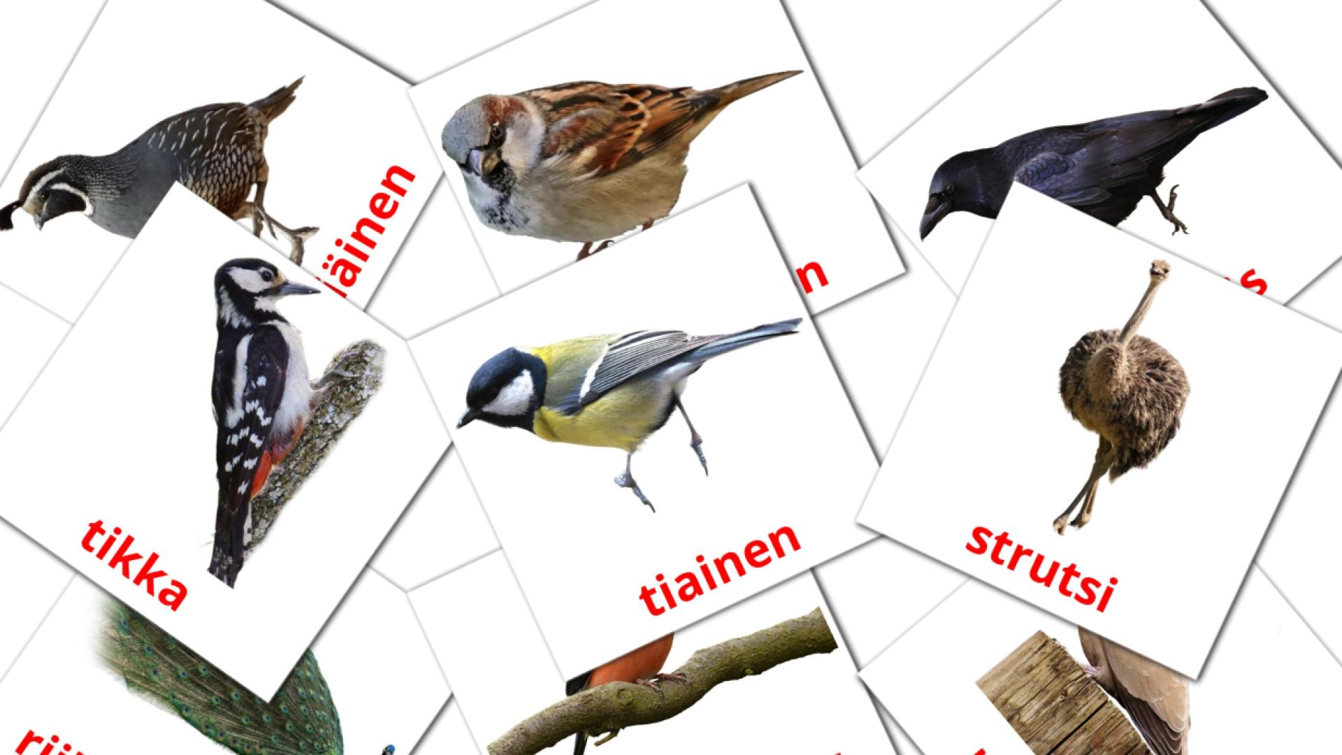 Linnut Vocabulário em finlandês Flashcards