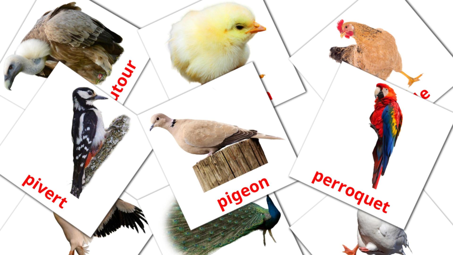 29 tarjetas didacticas de Oiseaux