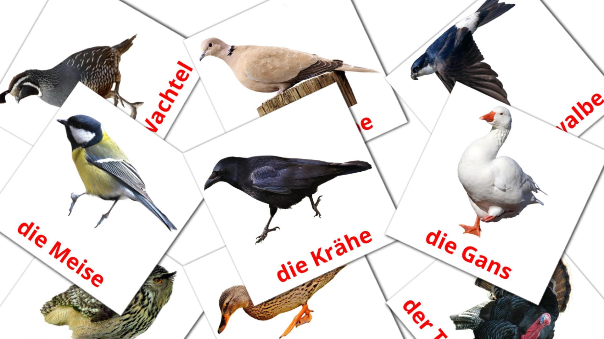 Fiches de vocabulaire allemandes sur Vögel