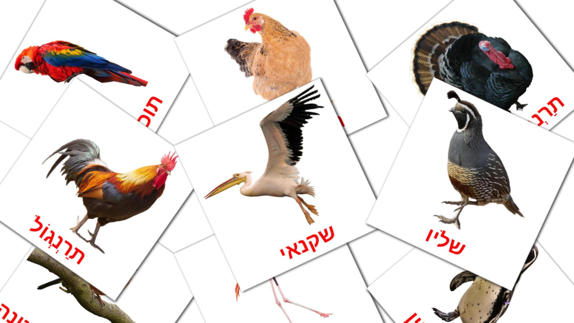 ציפורים Vocabulário em hebraico Flashcards
