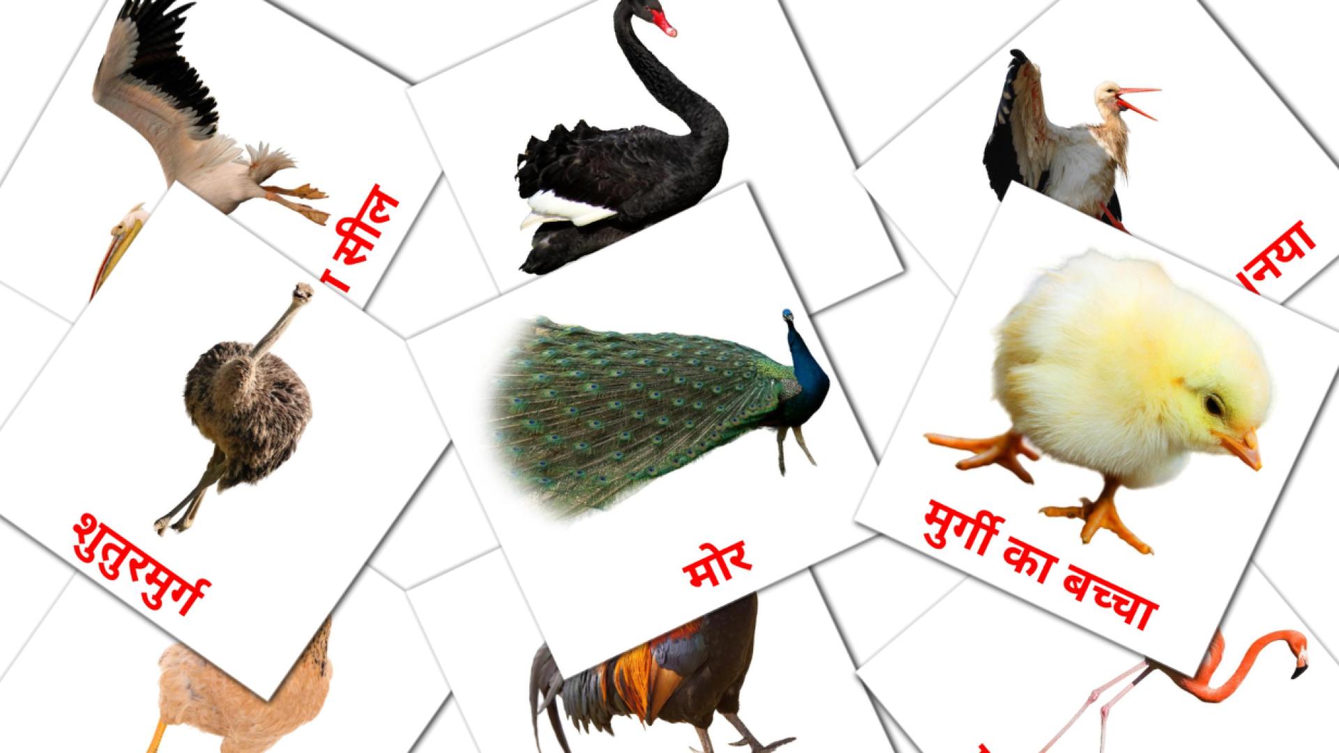 पक्षी hindi woordenschat flashcards