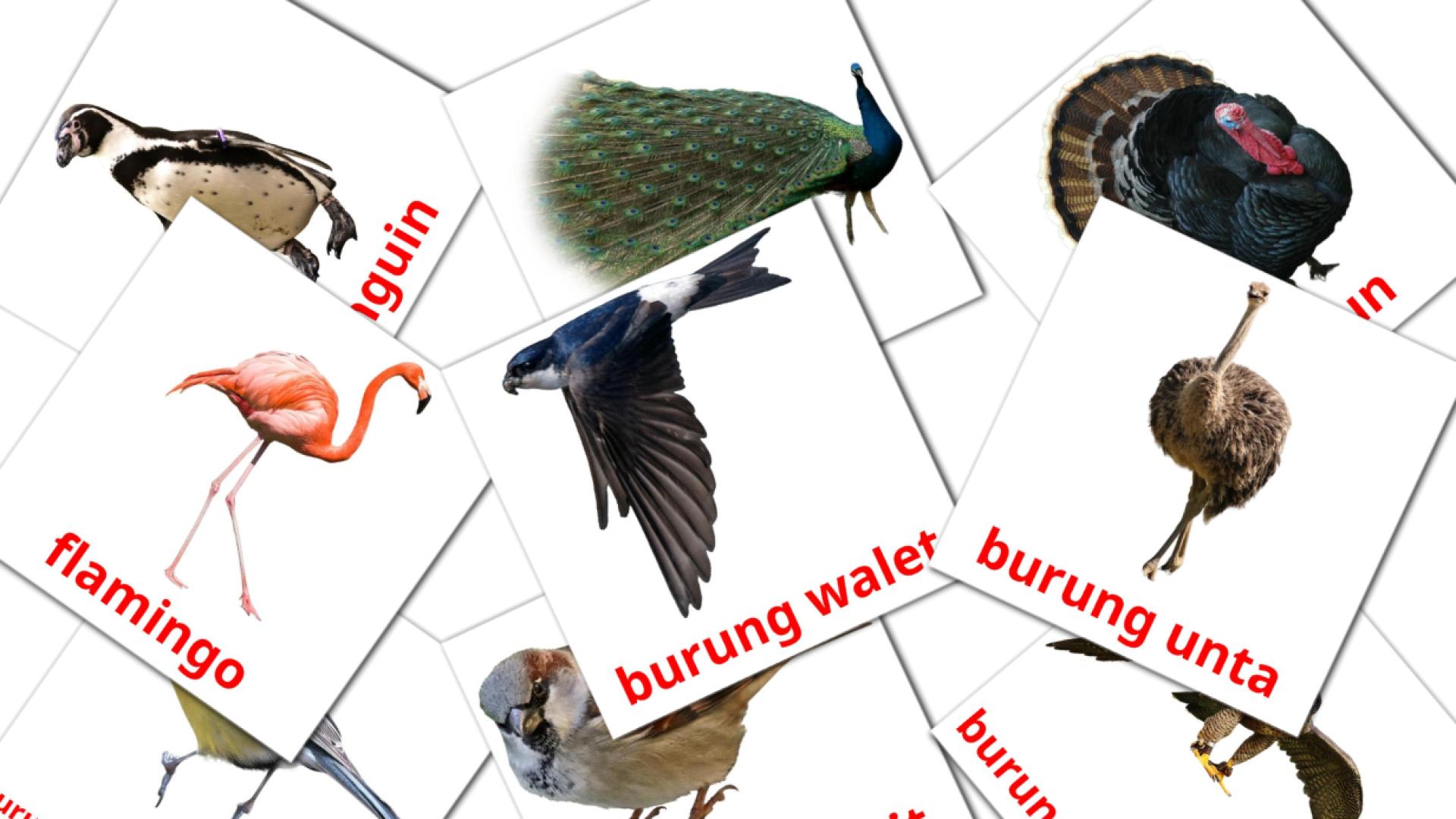 Burung Vocabulário em indonésio Flashcards