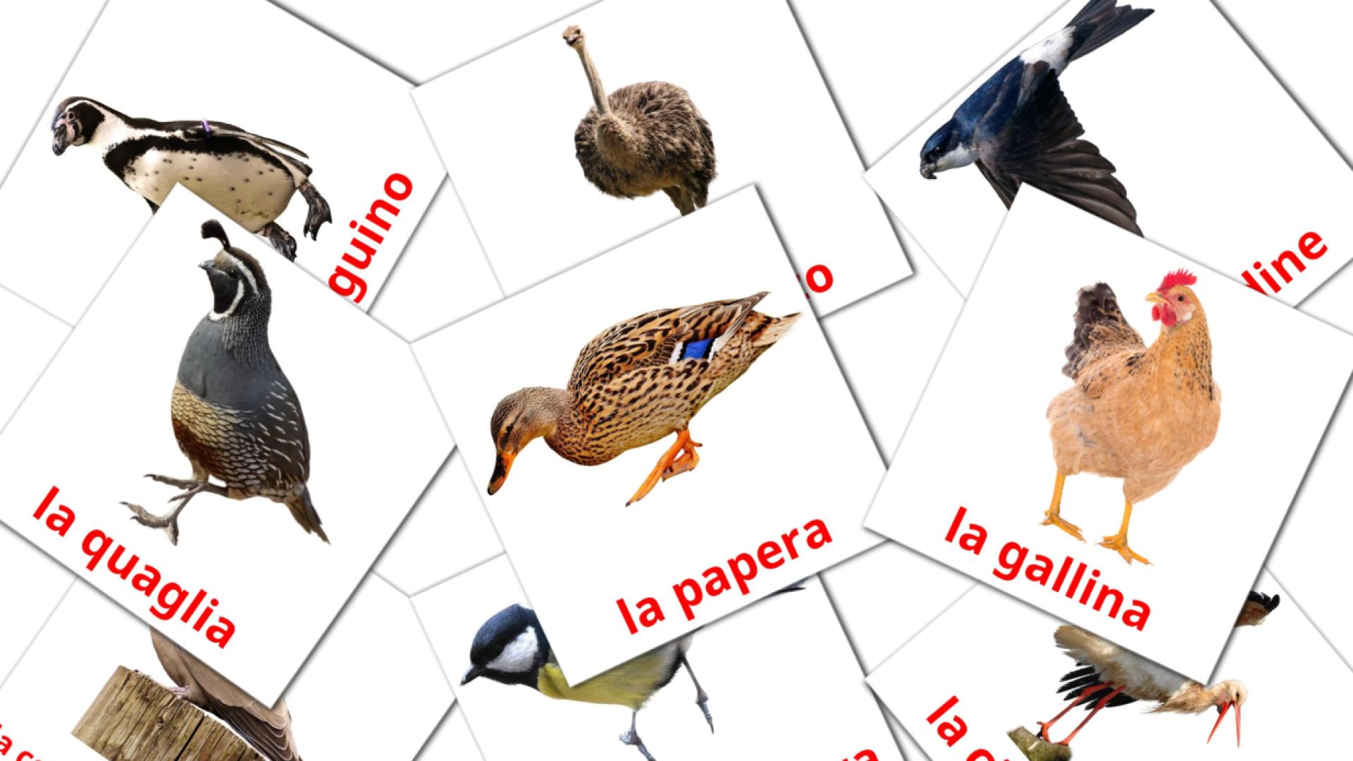 italiano tarjetas de vocabulario en Uccelli