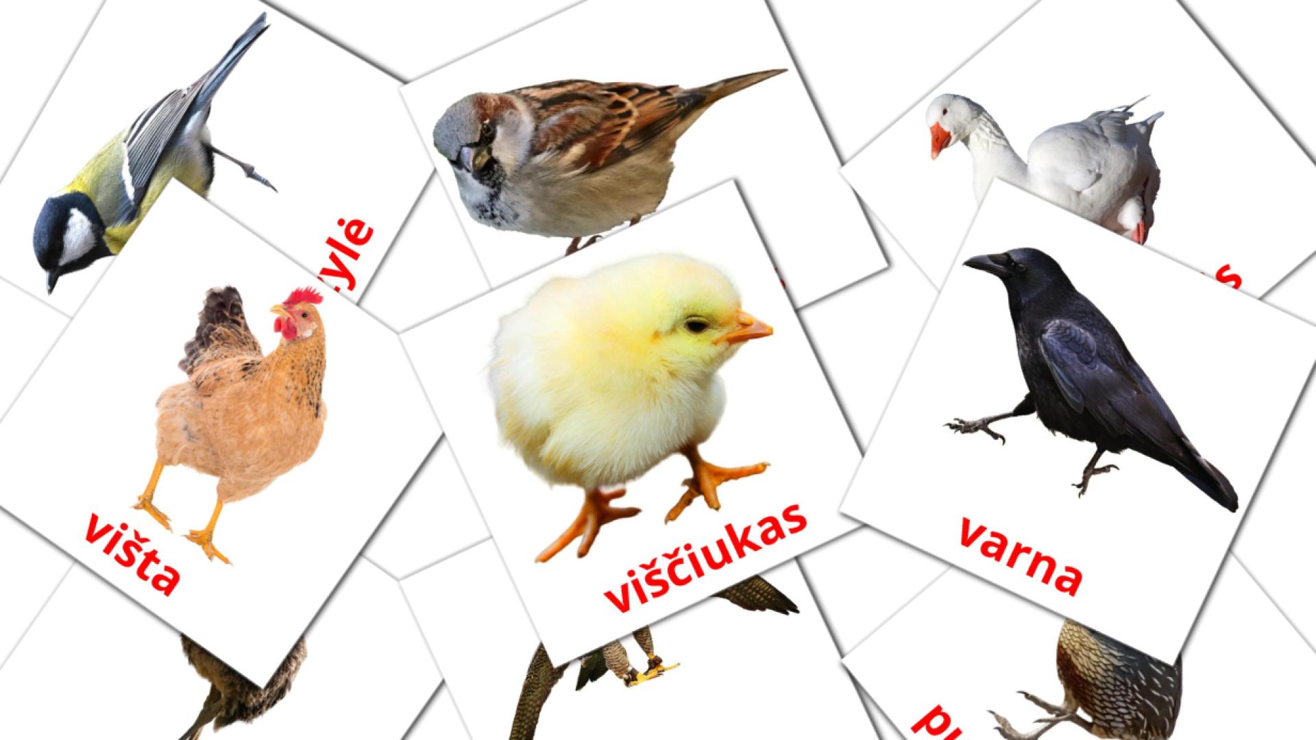 29 Bildkarten für Paukščiai