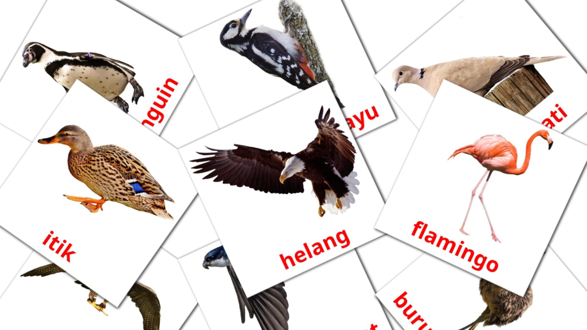 burung  Flashcards di vocabolario malese