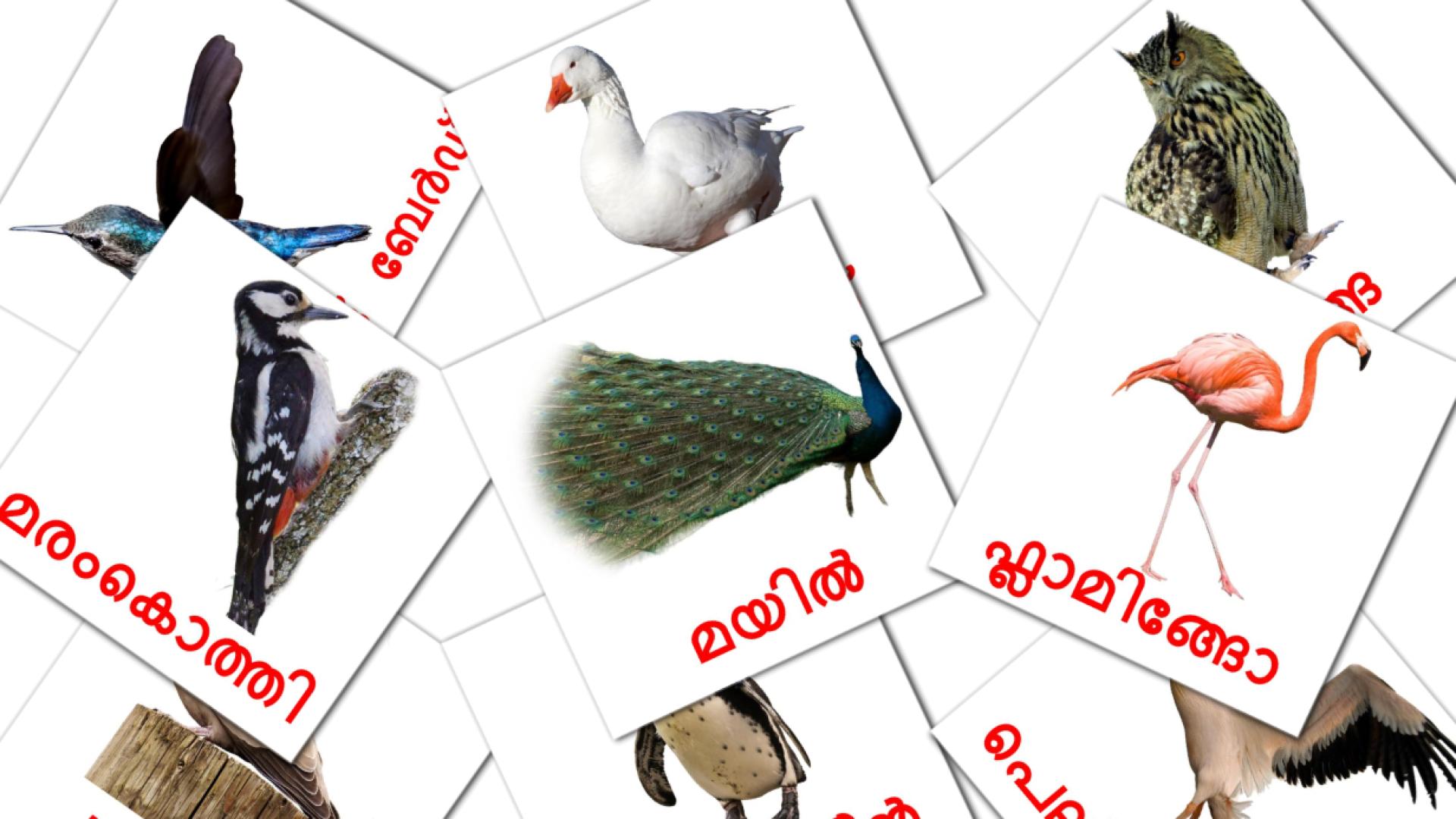 malayalam tarjetas de vocabulario en പക്ഷികൾ