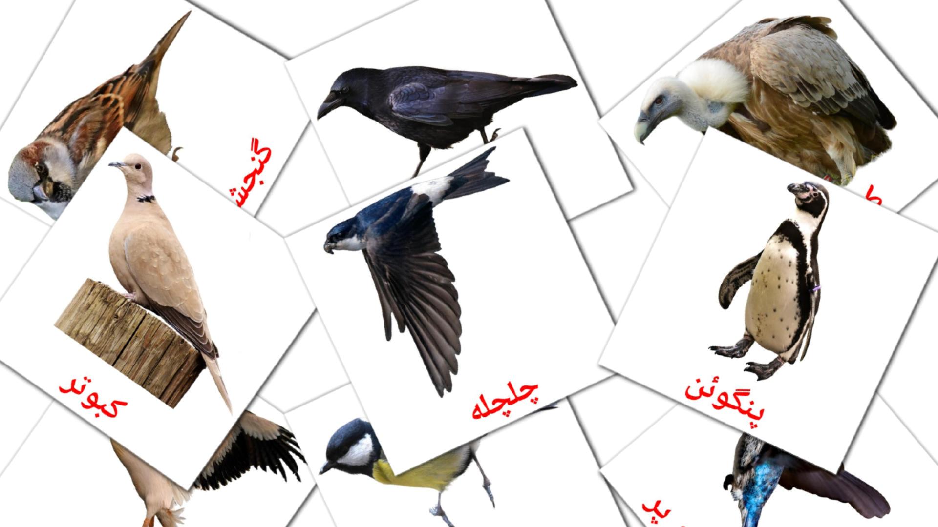 پرنده ها perzisch woordenschat flashcards
