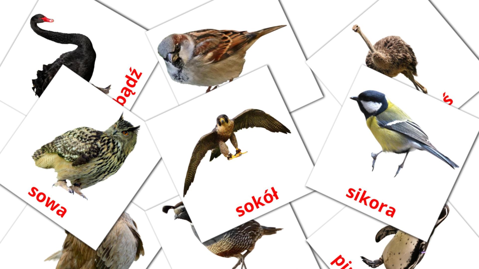 29 tarjetas didacticas de Ptaki