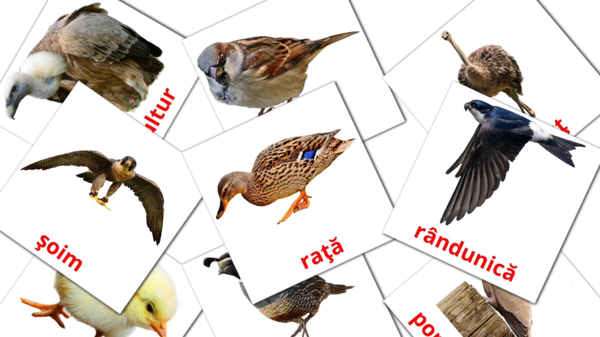 Păsări Vocabulário em romeno Flashcards