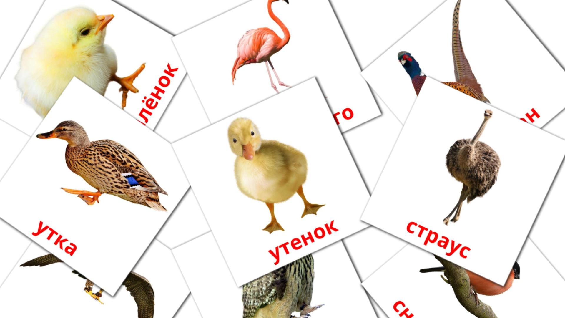 29 tarjetas didacticas de Птицы