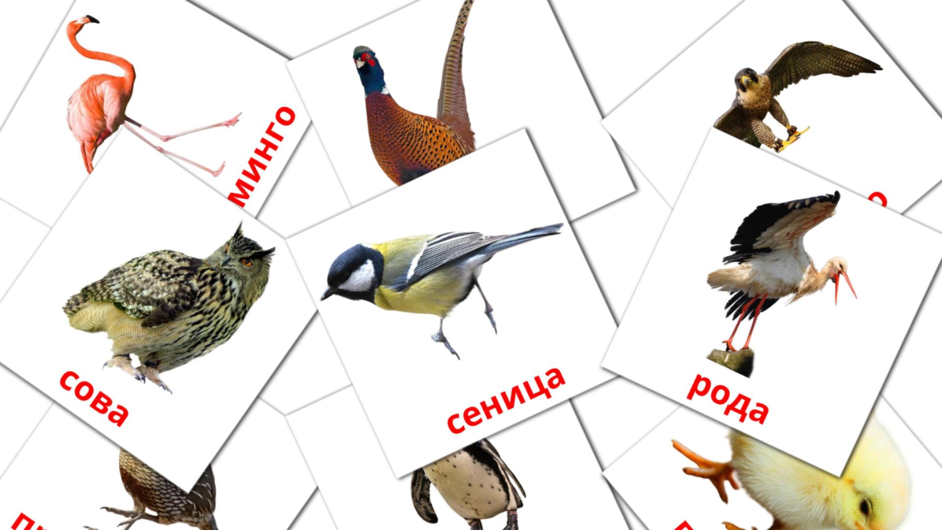 Птице Vocabulário em sérvio(cirílico) Flashcards