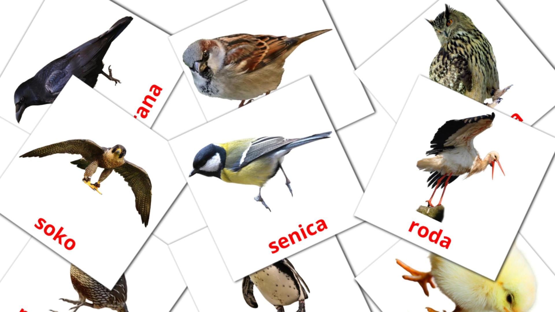 Ptice Flashcards di vocabolario serbo