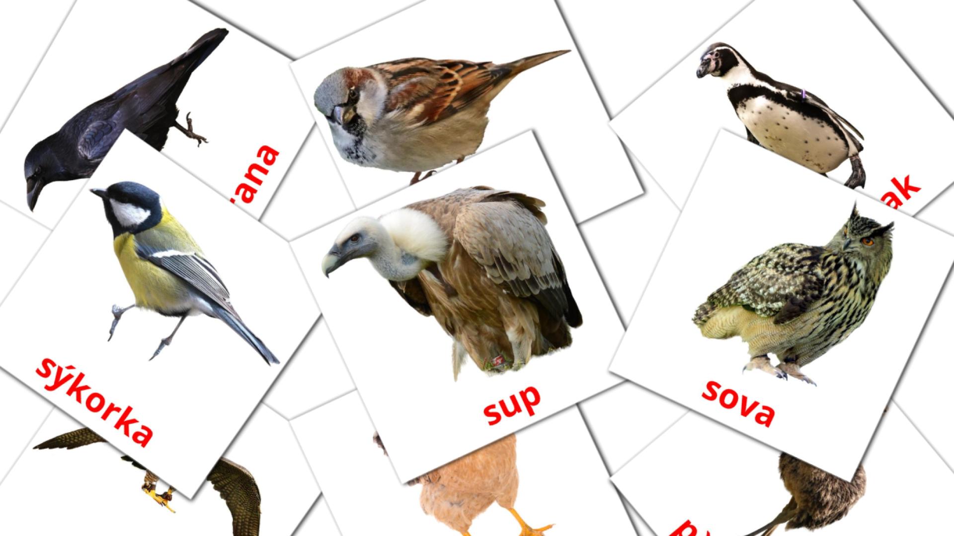 29 tarjetas didacticas de Vtáky