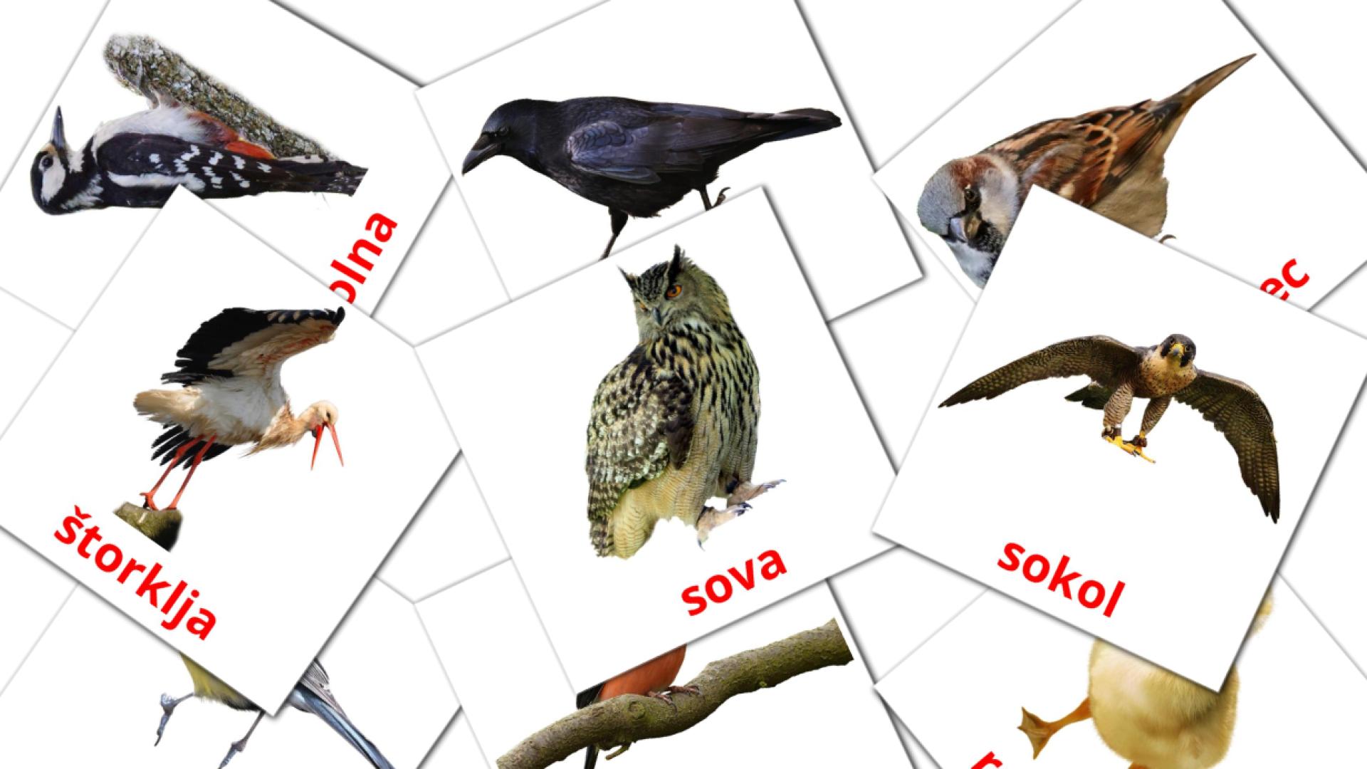 Ptice Vocabulário em slovenian Flashcards