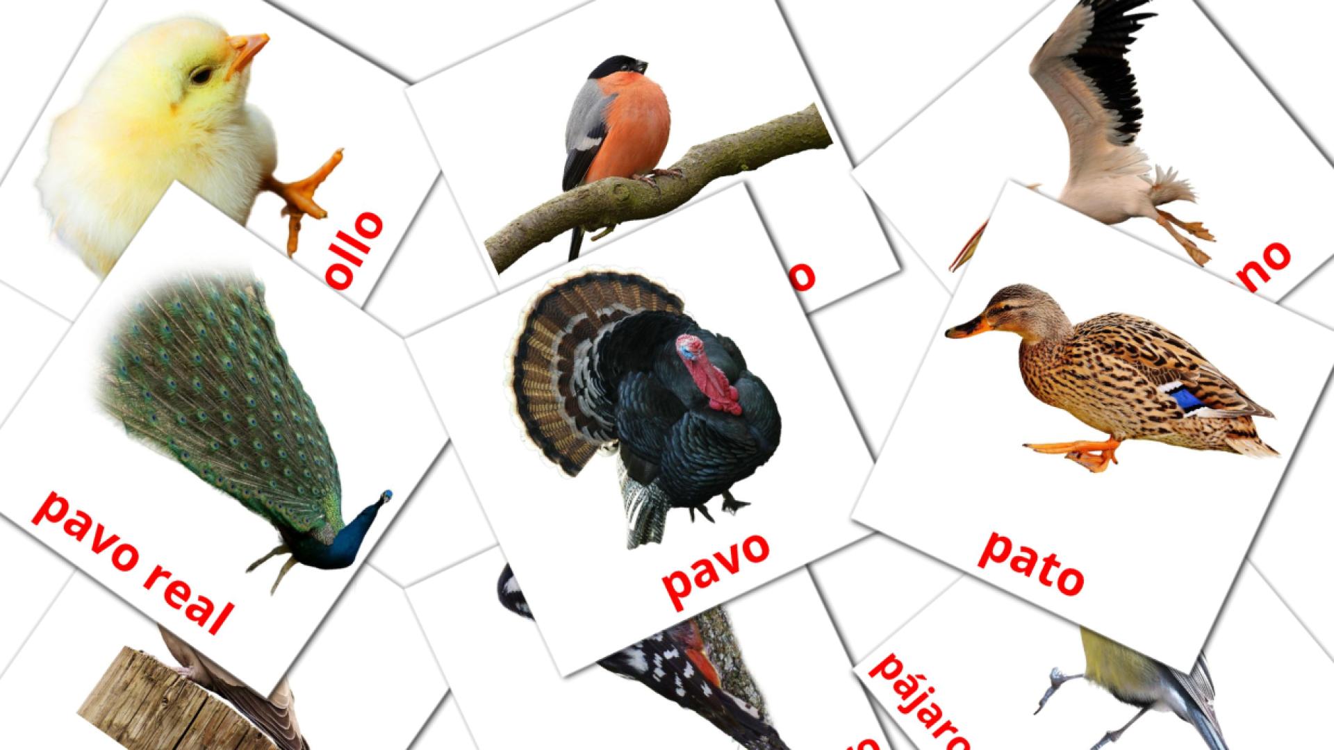 Aves spaans woordenschat flashcards