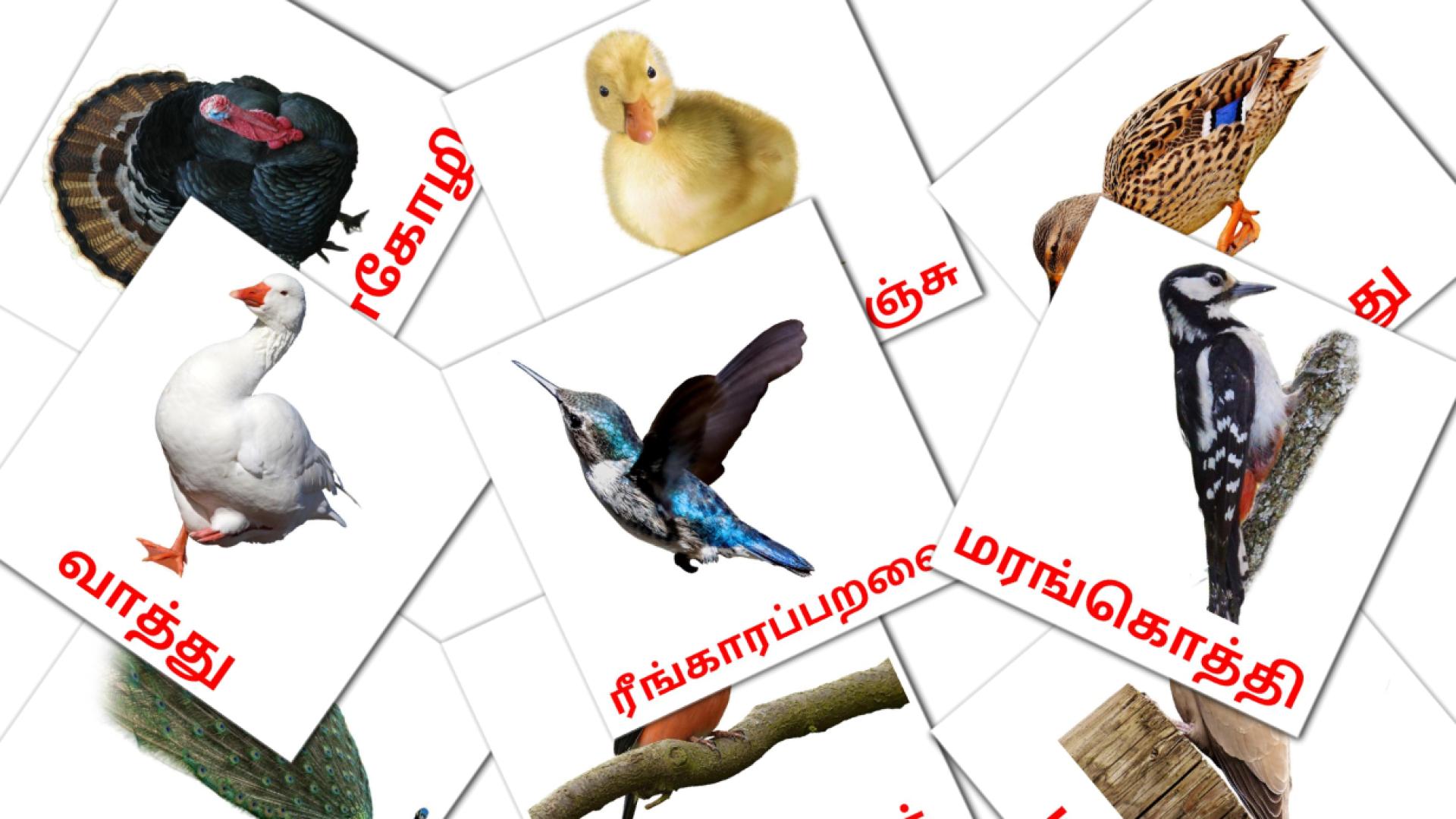 பறவைகள் Vocabulário em tamil Flashcards