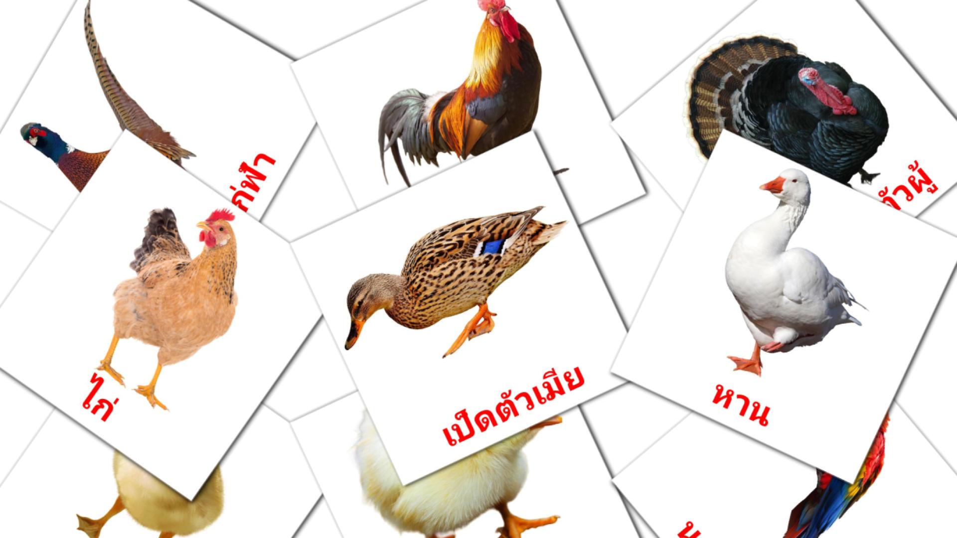 นก thais woordenschat flashcards