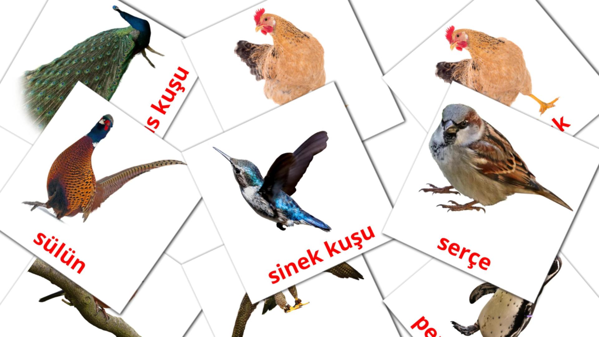 29 Flashcards de Kuşlar