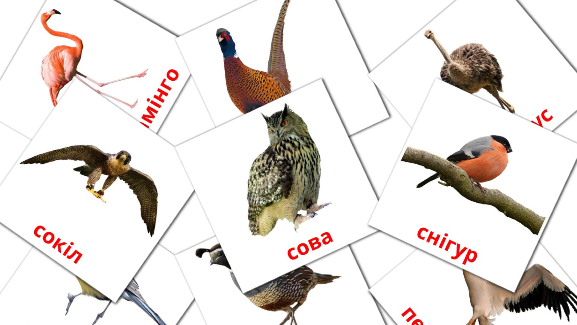 29 Flashcards de Птахи