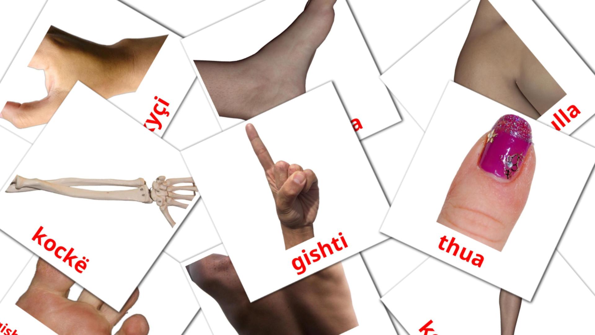 Partes del Cuerpo - tarjetas de vocabulario en albanés