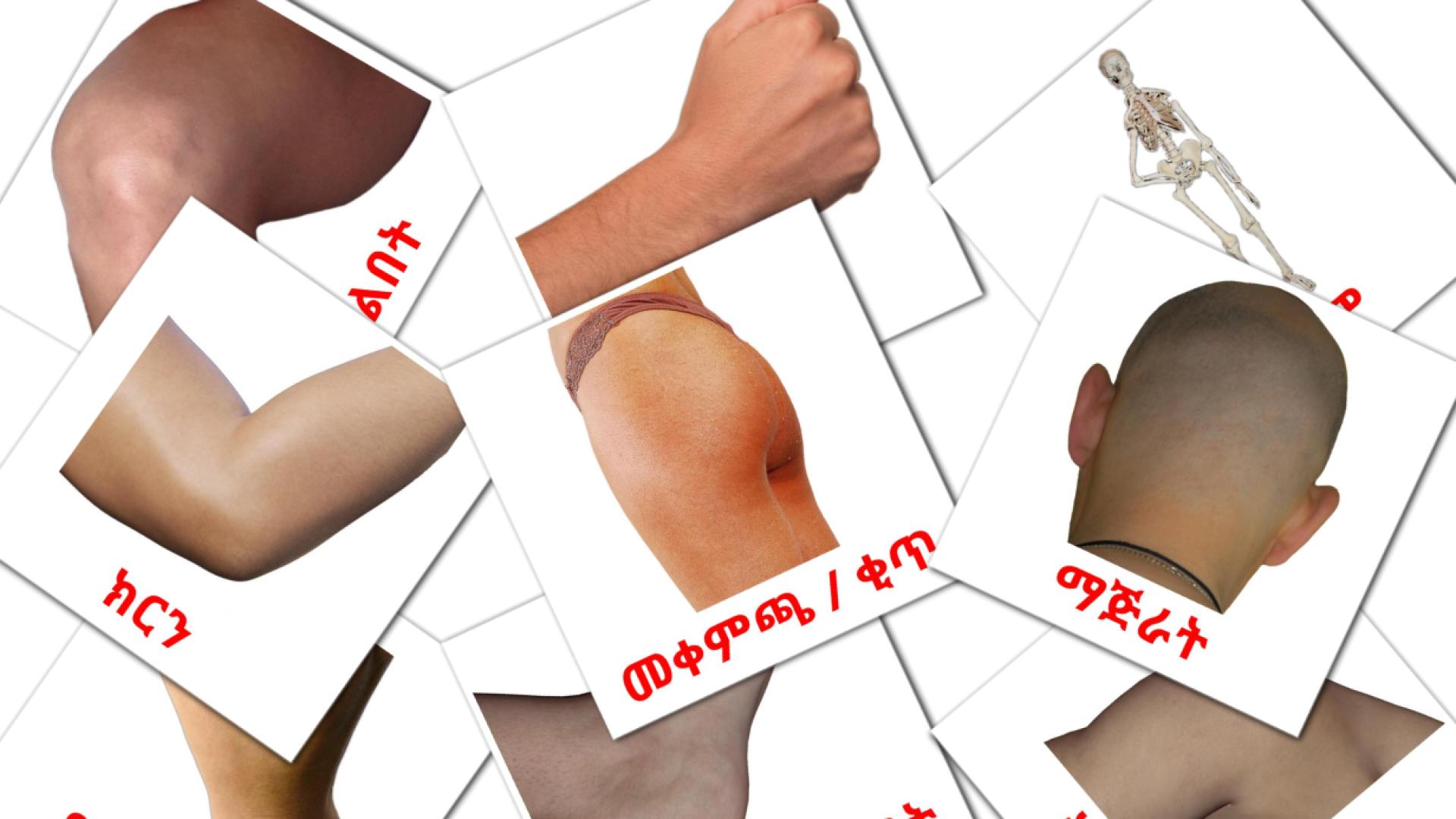 Körper - Amharische Vokabelkarten