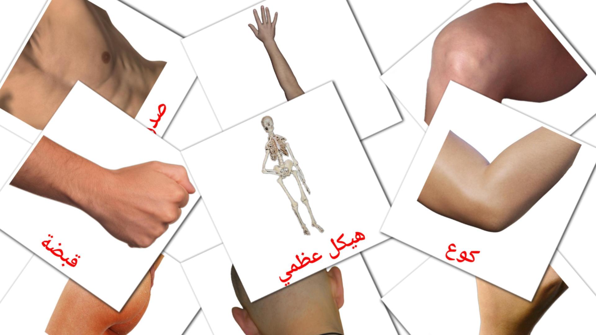 Parti del corpo - Schede di vocabolario arabo
