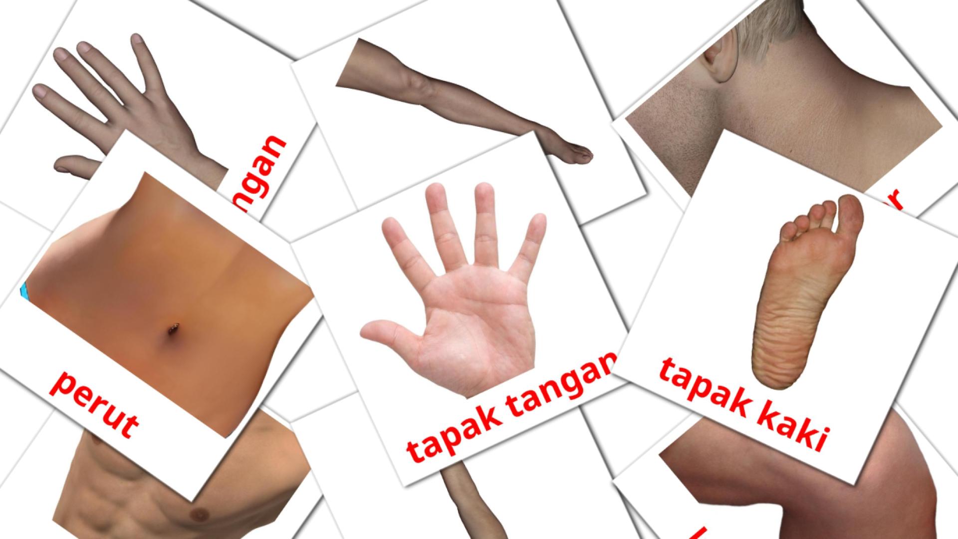 26 tarjetas didacticas de Bahagian Tubuh Badan