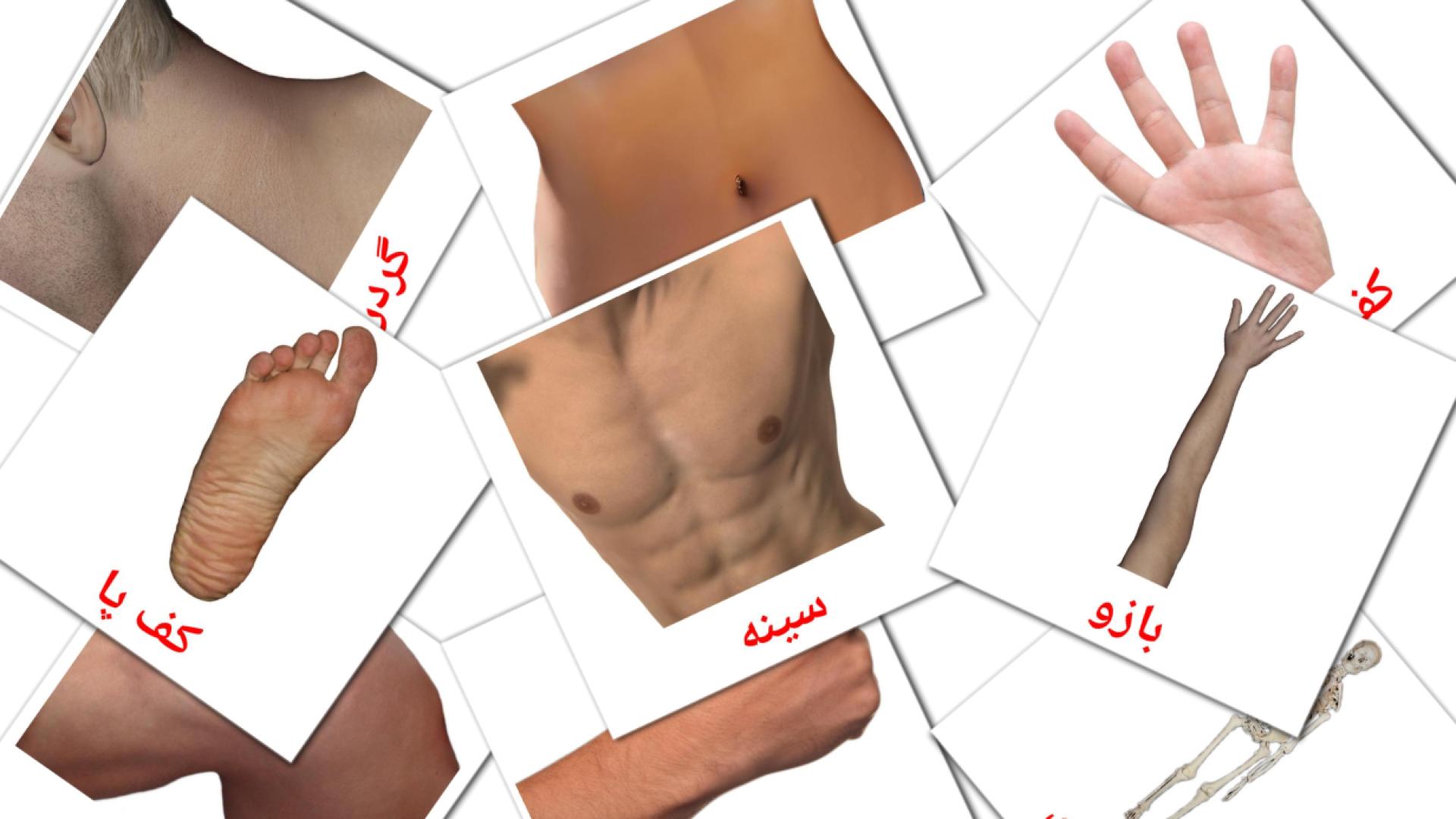 26 Bildkarten für اعضای بدن