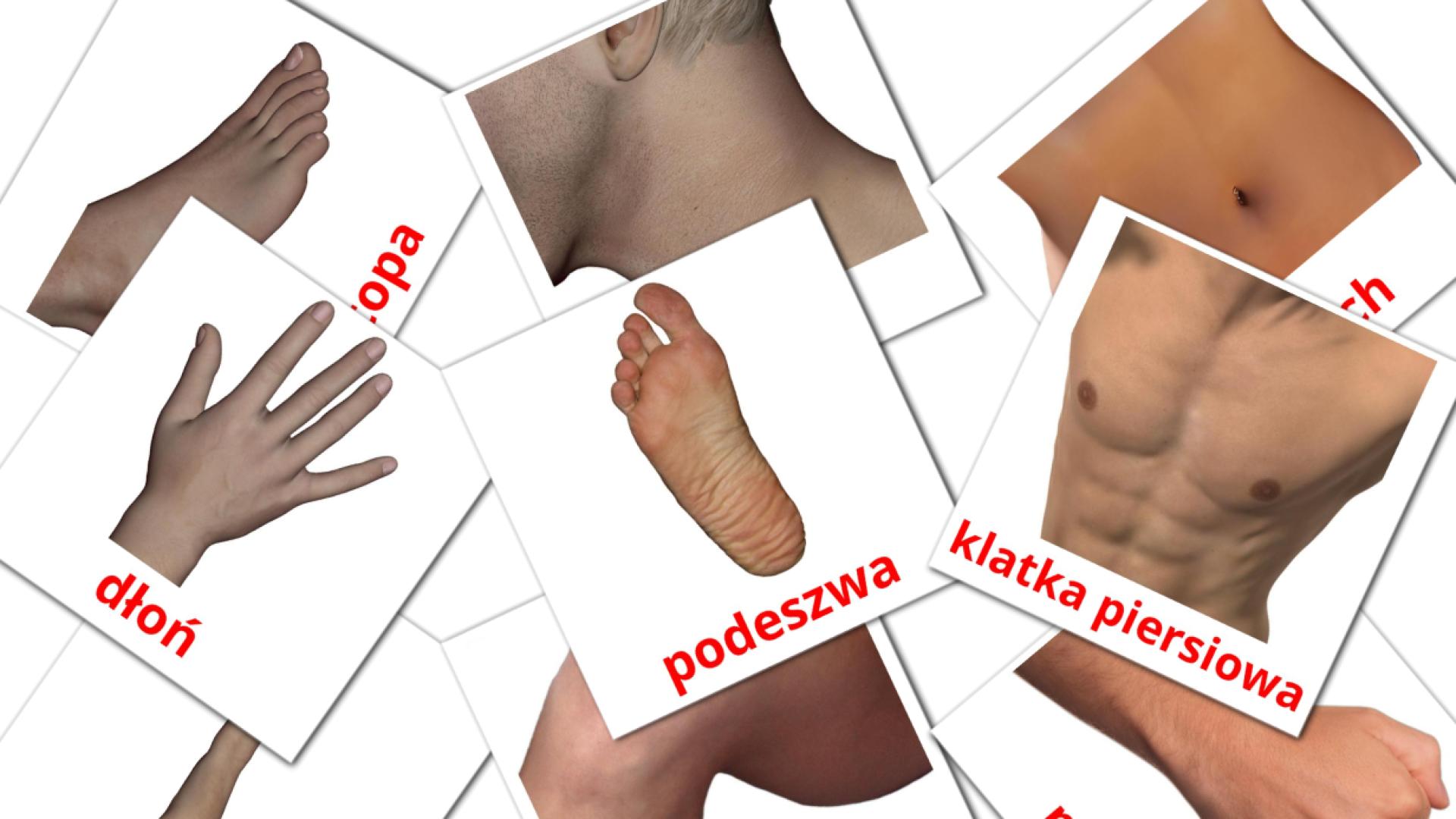 26 Bildkarten für Części ciała