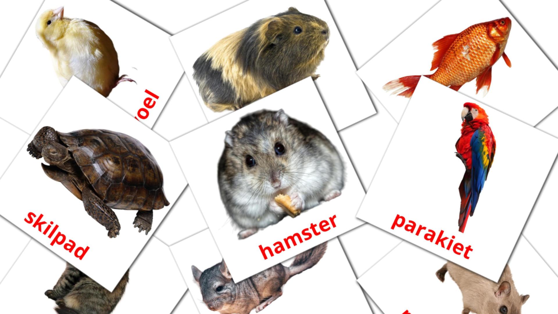 Animales Domésticos - tarjetas de vocabulario en afrikáans