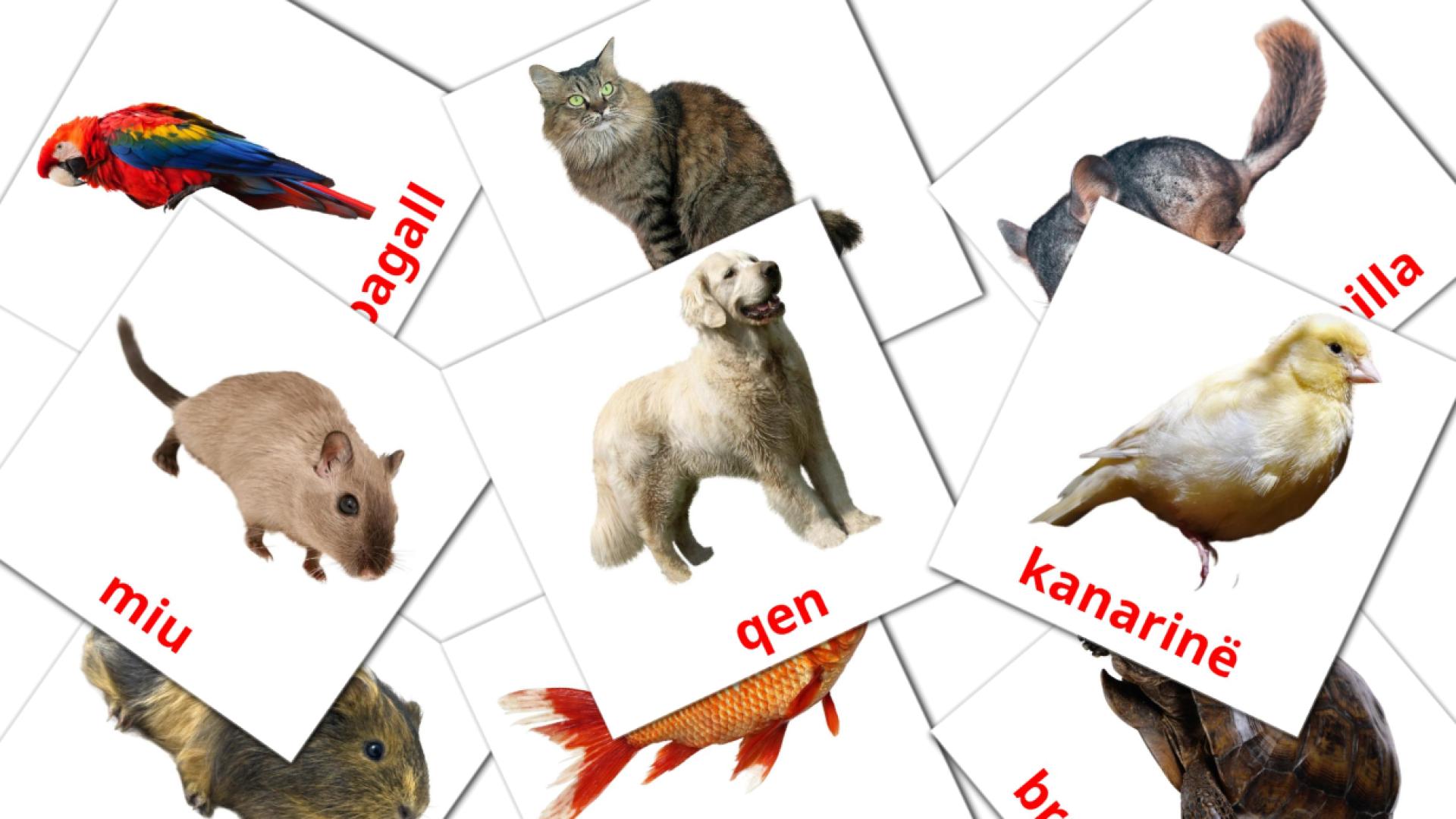 Animales Domésticos - tarjetas de vocabulario en albanés