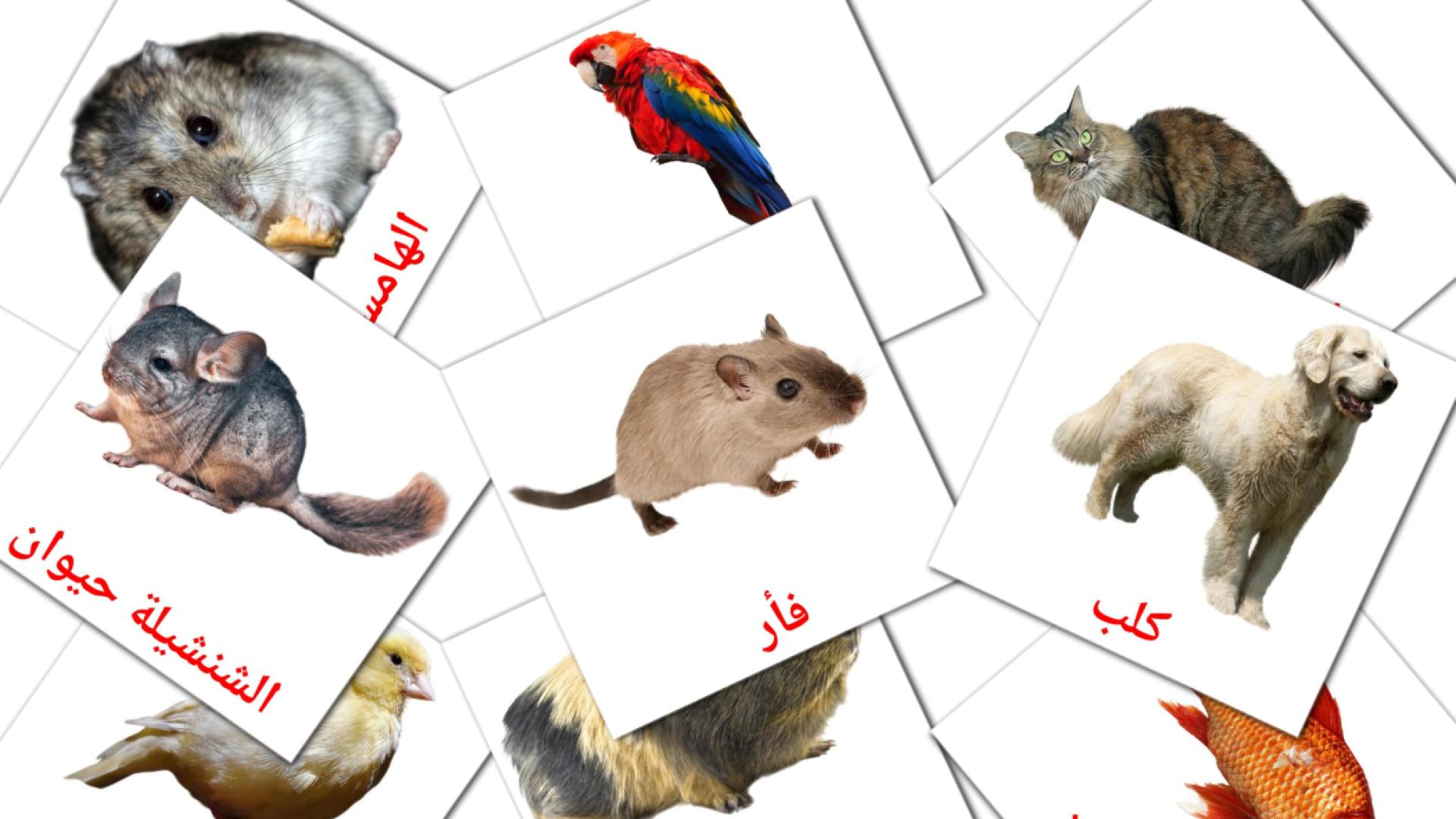 Animales Domésticos - tarjetas de vocabulario en árabe