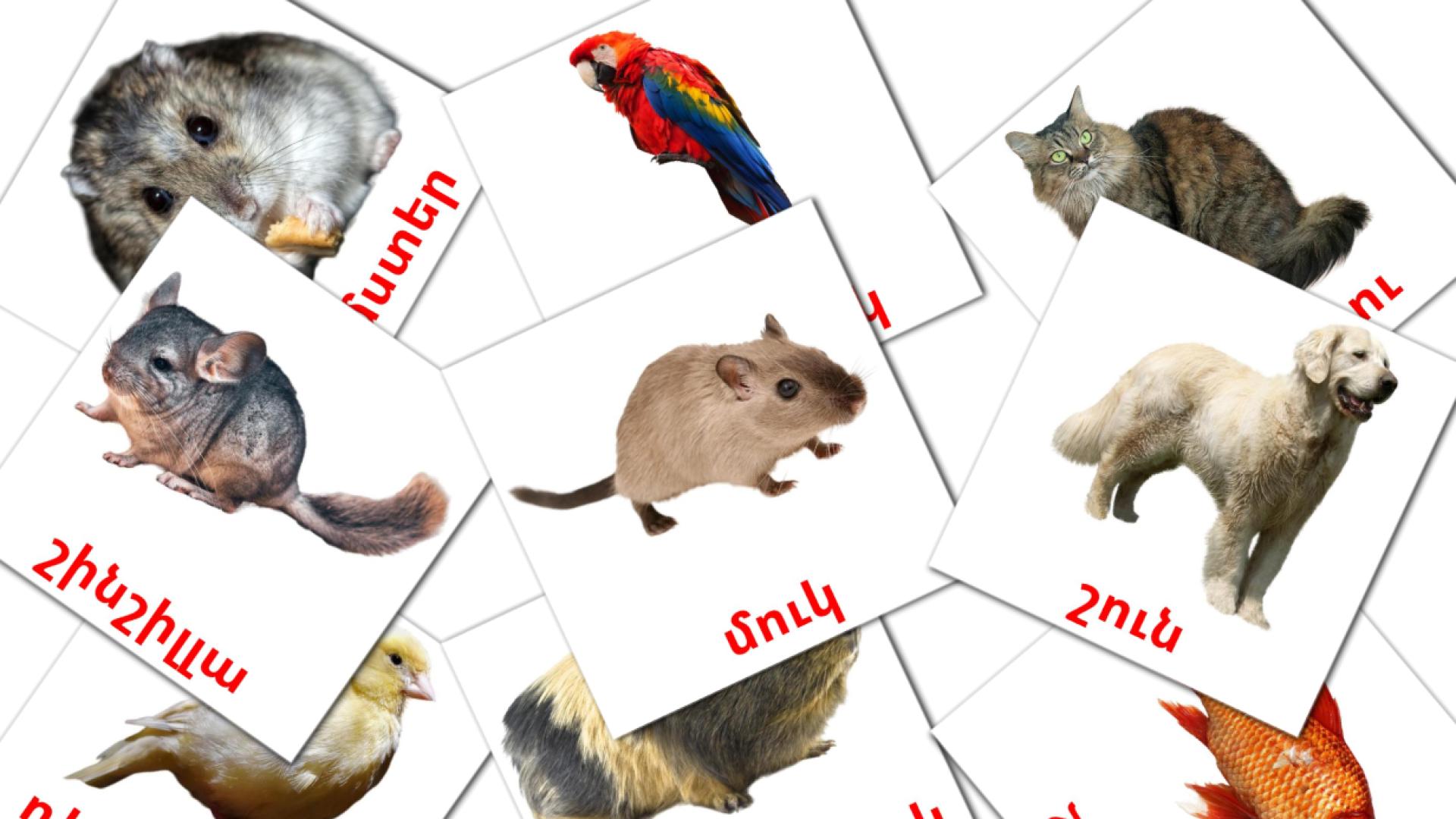Haustiere - Armenisch Vokabelkarten