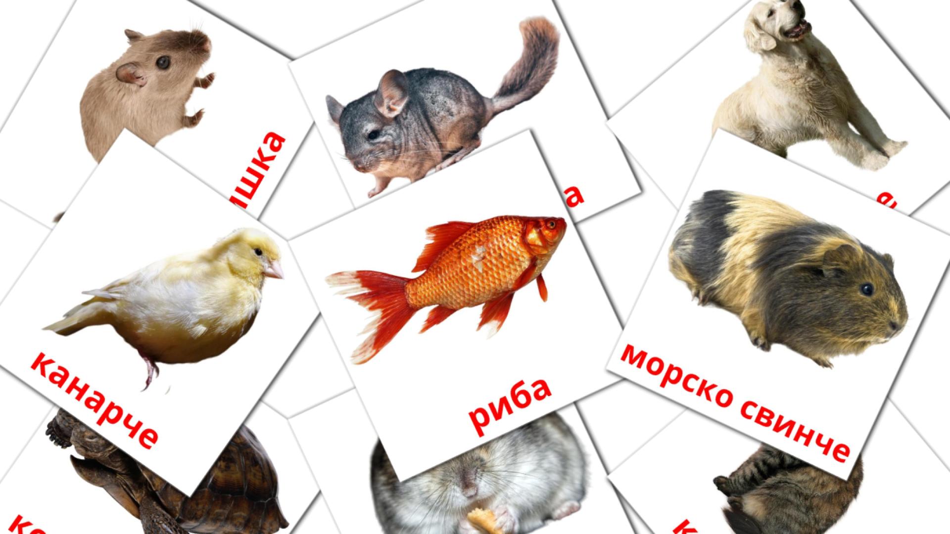 10 tarjetas didacticas de Домашни животни