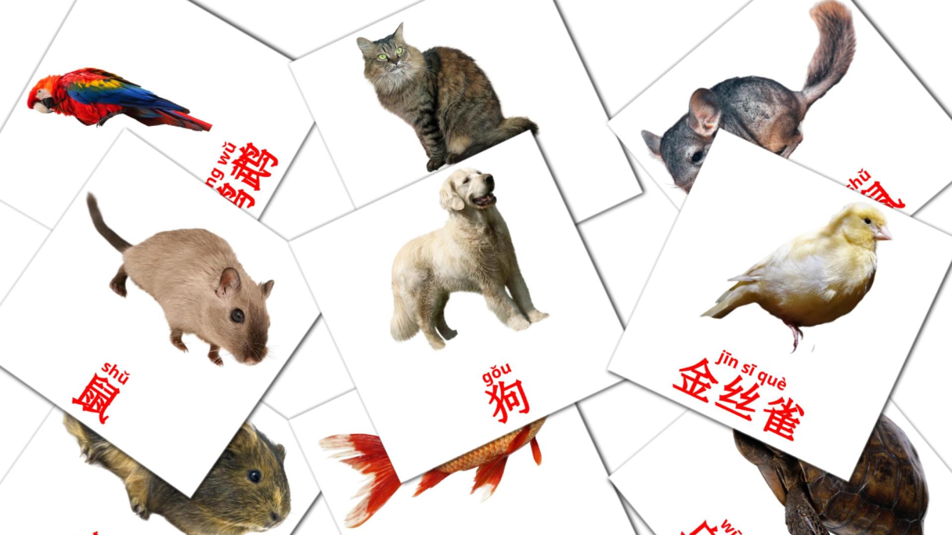 10 tarjetas didacticas de 宠物