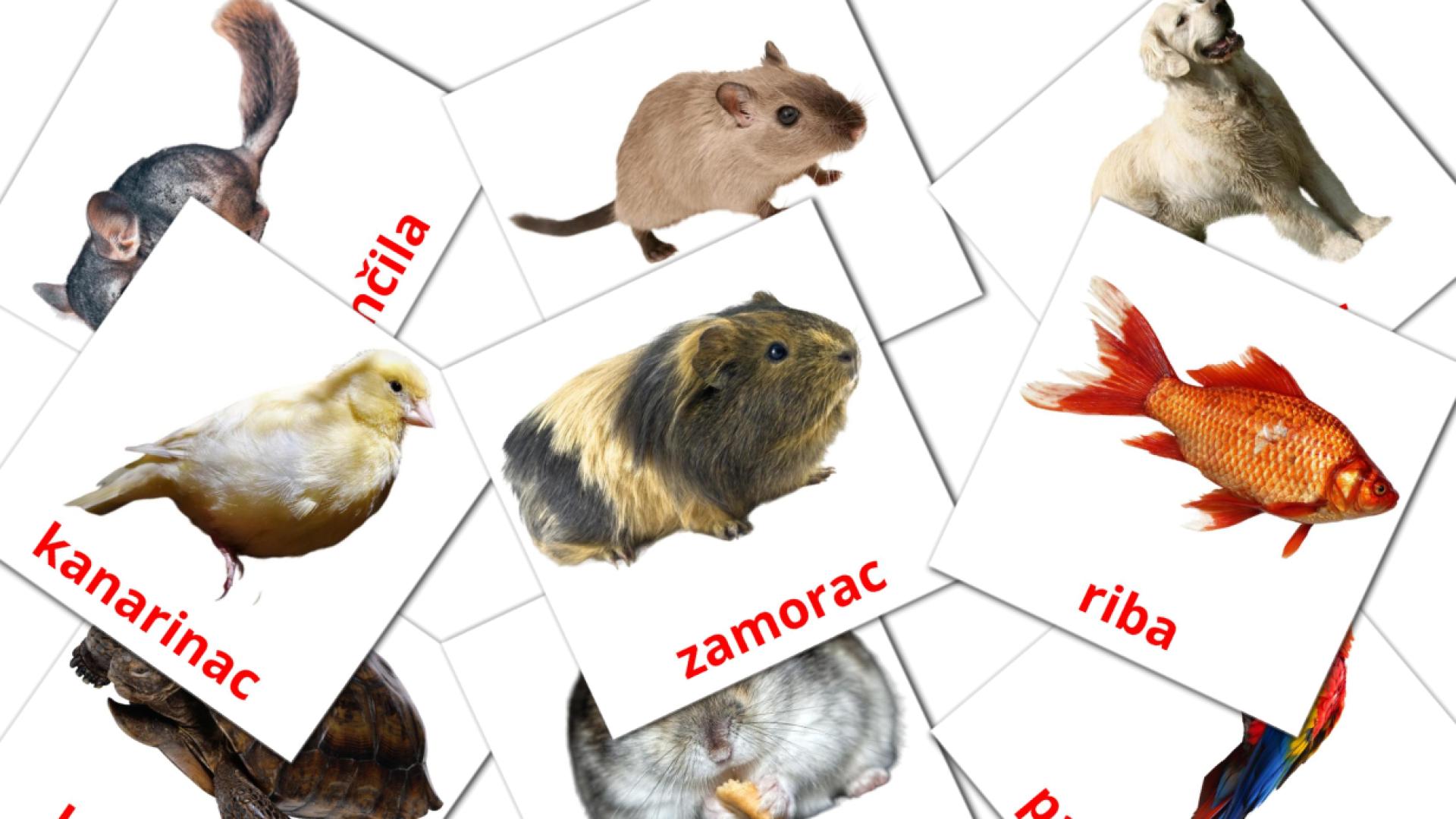 10 tarjetas didacticas de Domaće životinje