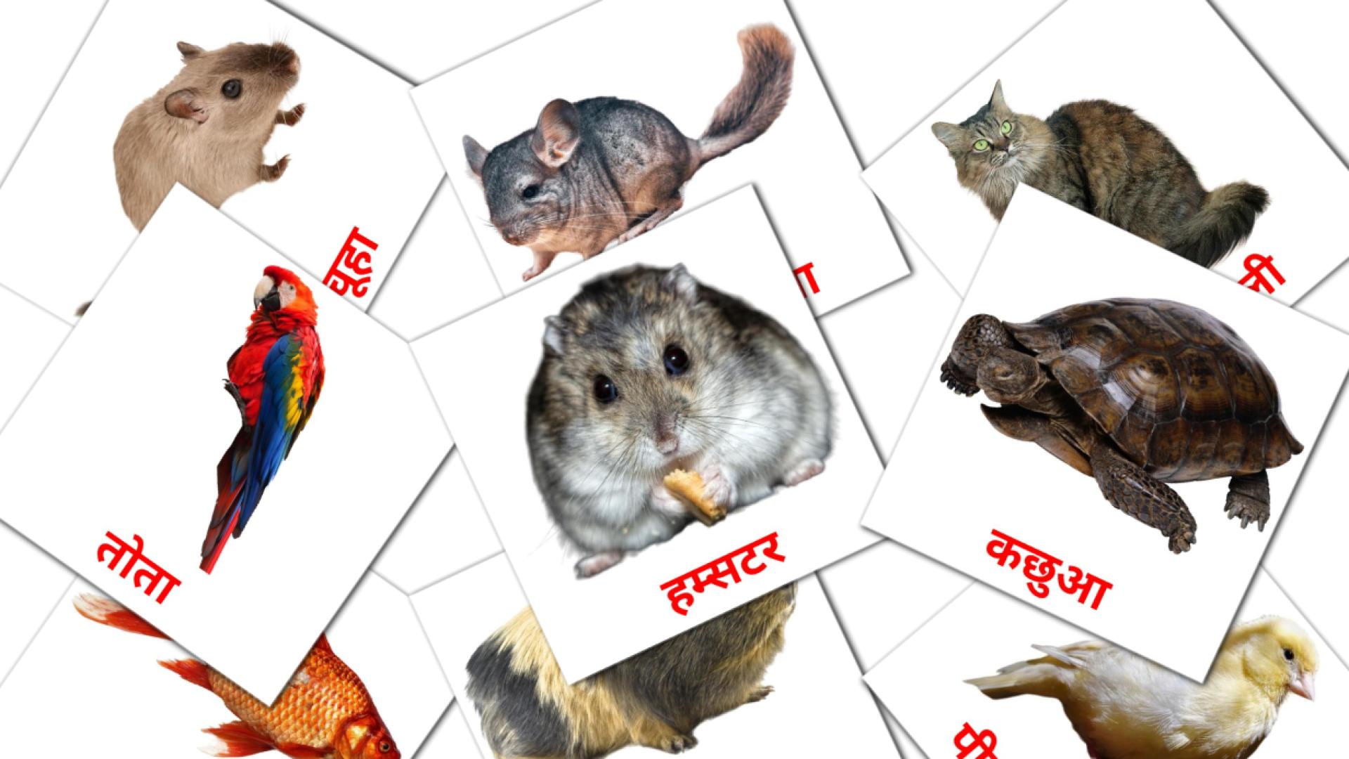10 Bildkarten für घरेलु पशु