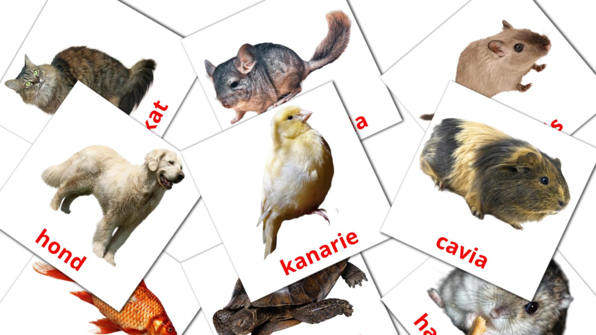 9 tarjetas didacticas de Huisdieren