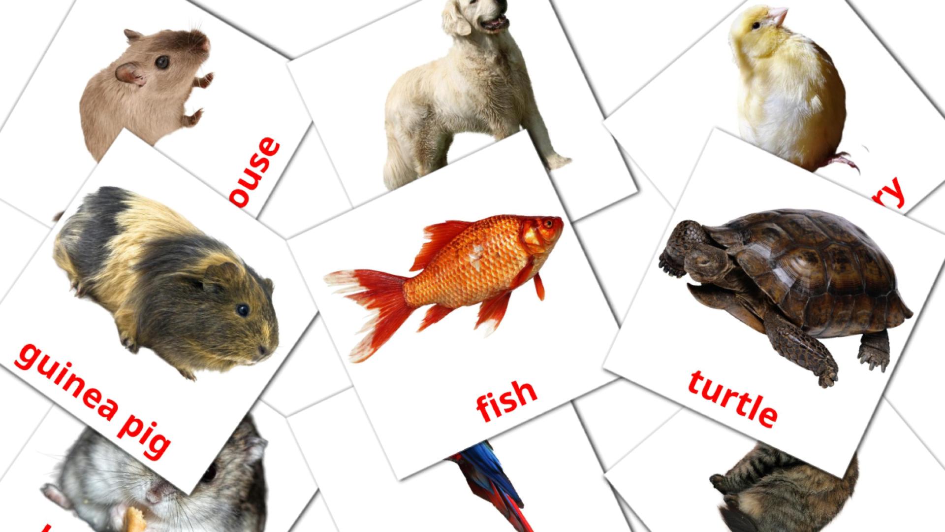 10 Bildkarten für Domestic animals