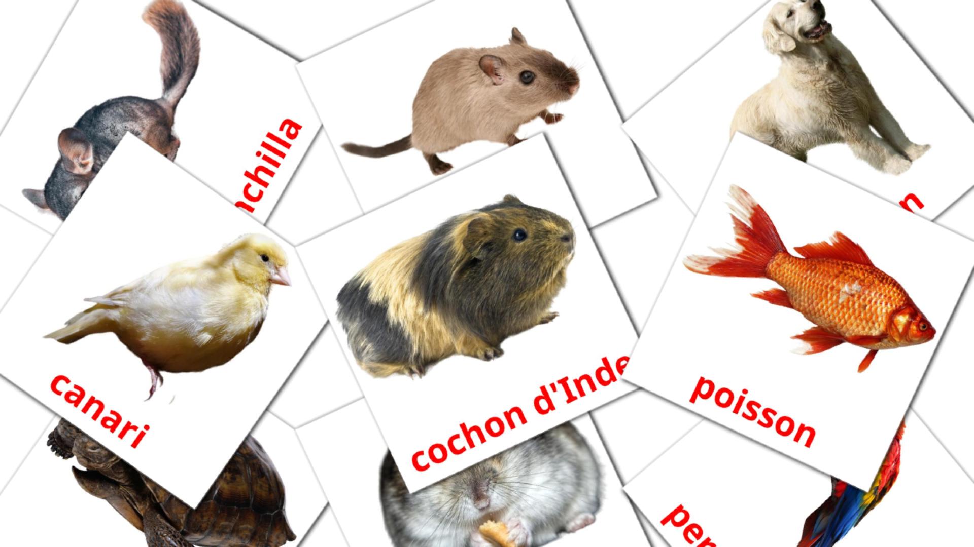 10 tarjetas didacticas de Les animaux Domestiques