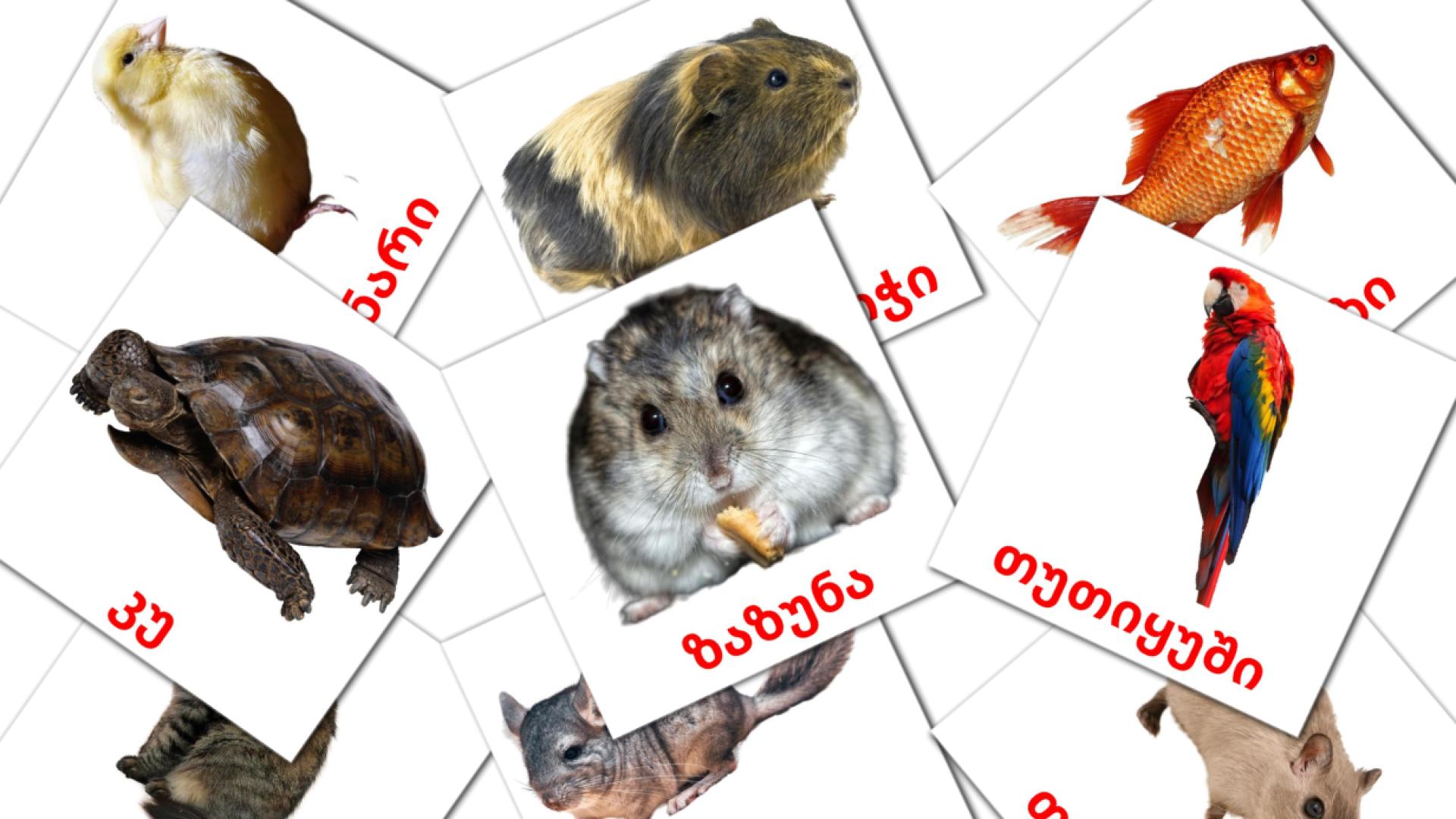 10 tarjetas didacticas de შინაური ცხოველები