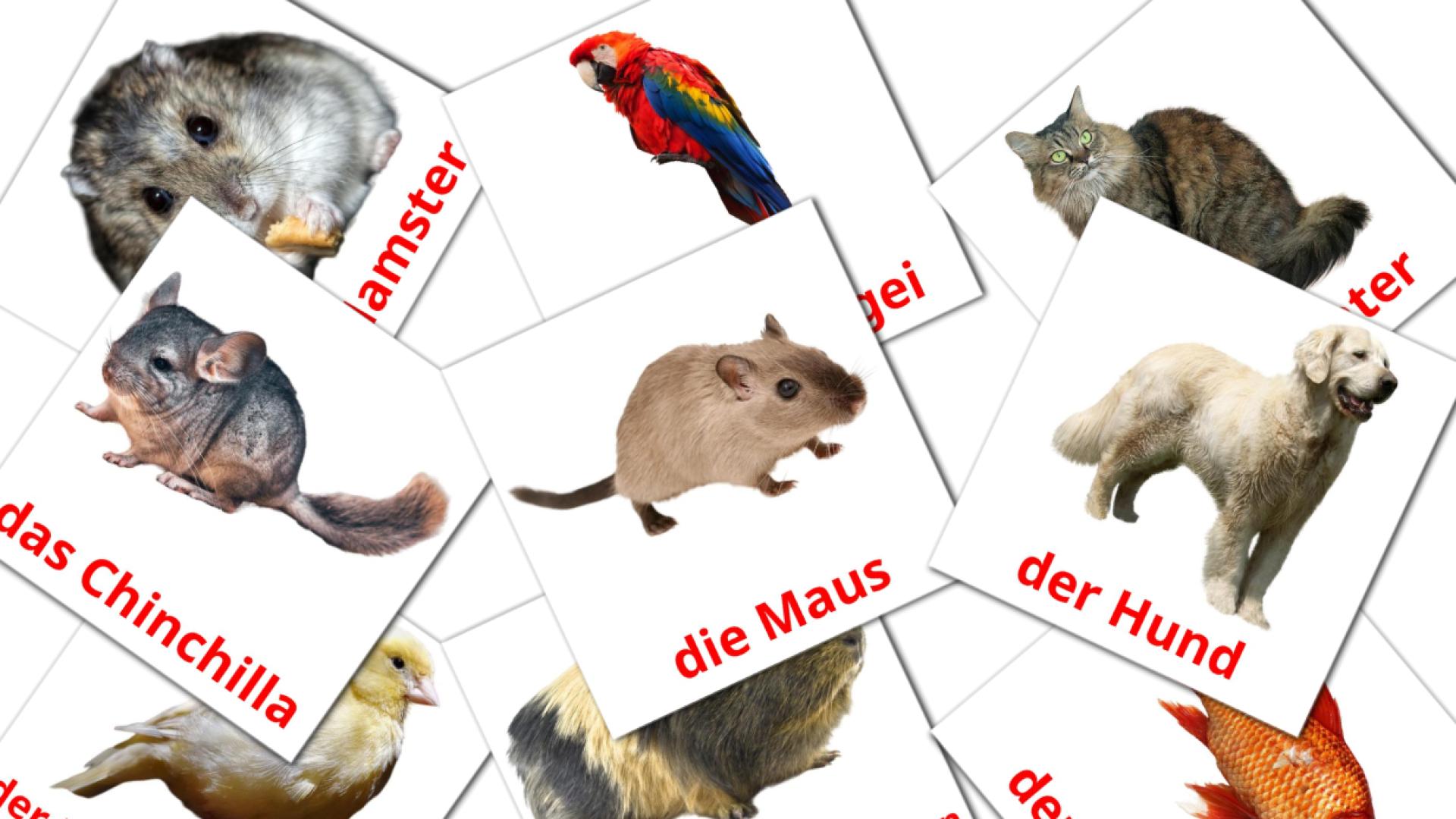 Les animaux Domestiques - cartes de vocabulaire allemand