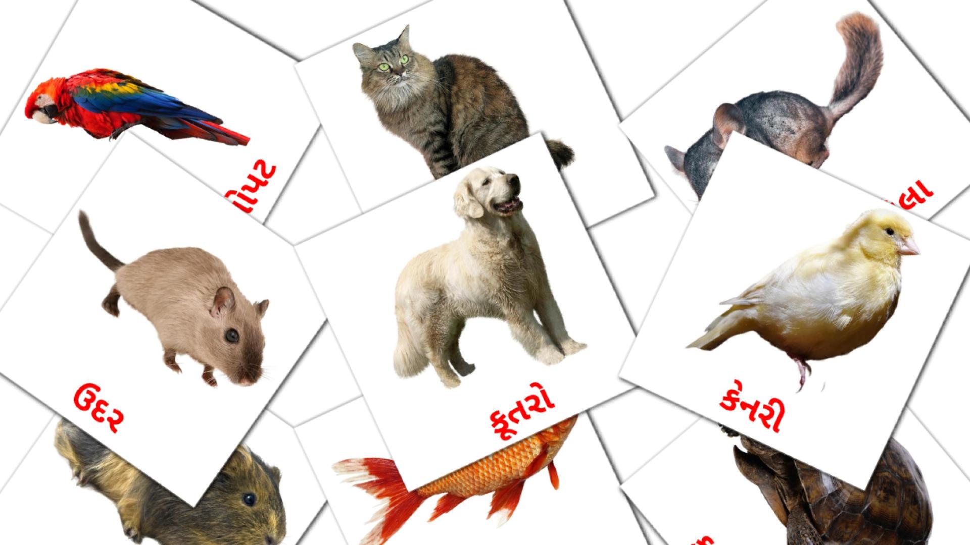 10 tarjetas didacticas de પાળતુ પ્રાણી