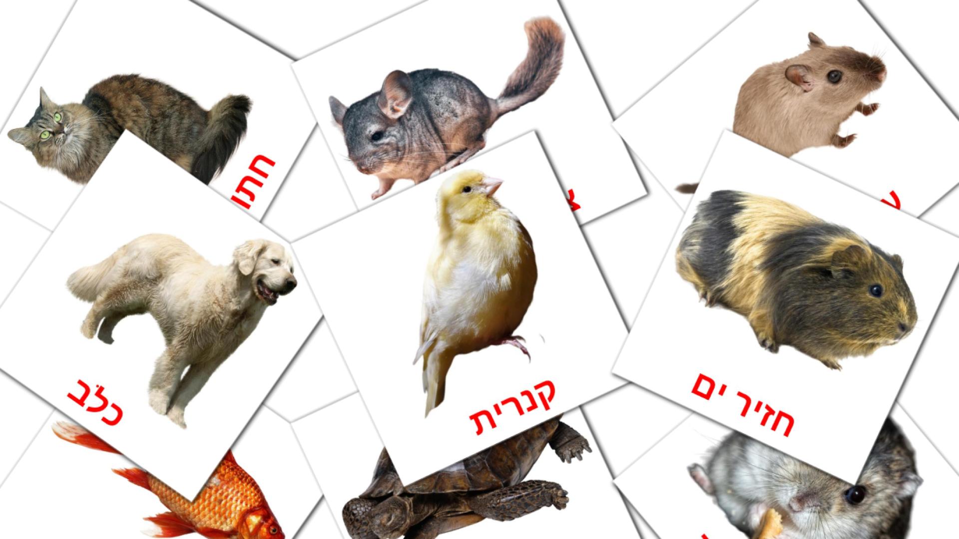 10 tarjetas didacticas de חיות בית