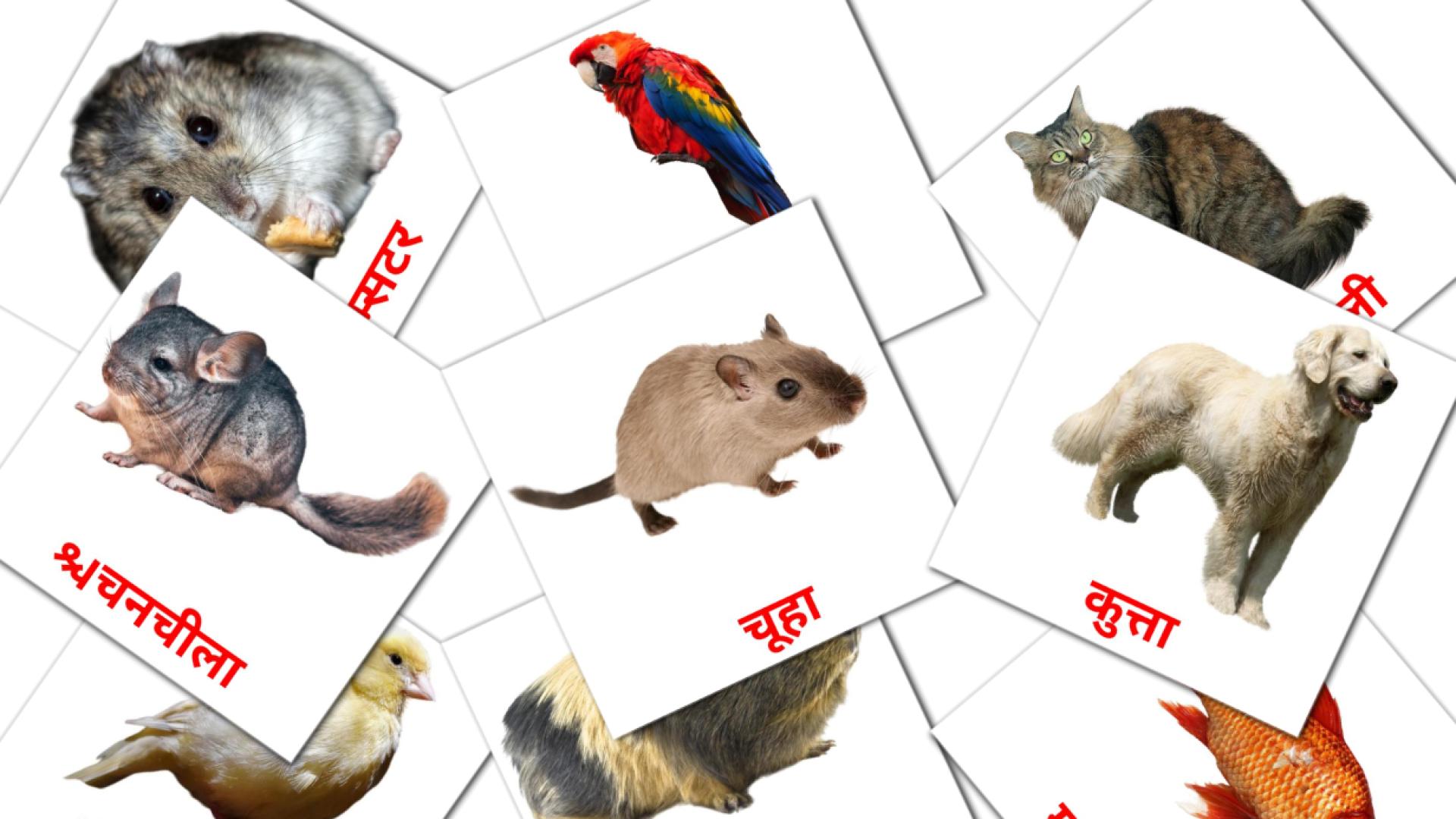 10 flashcards di घरेलु पशु