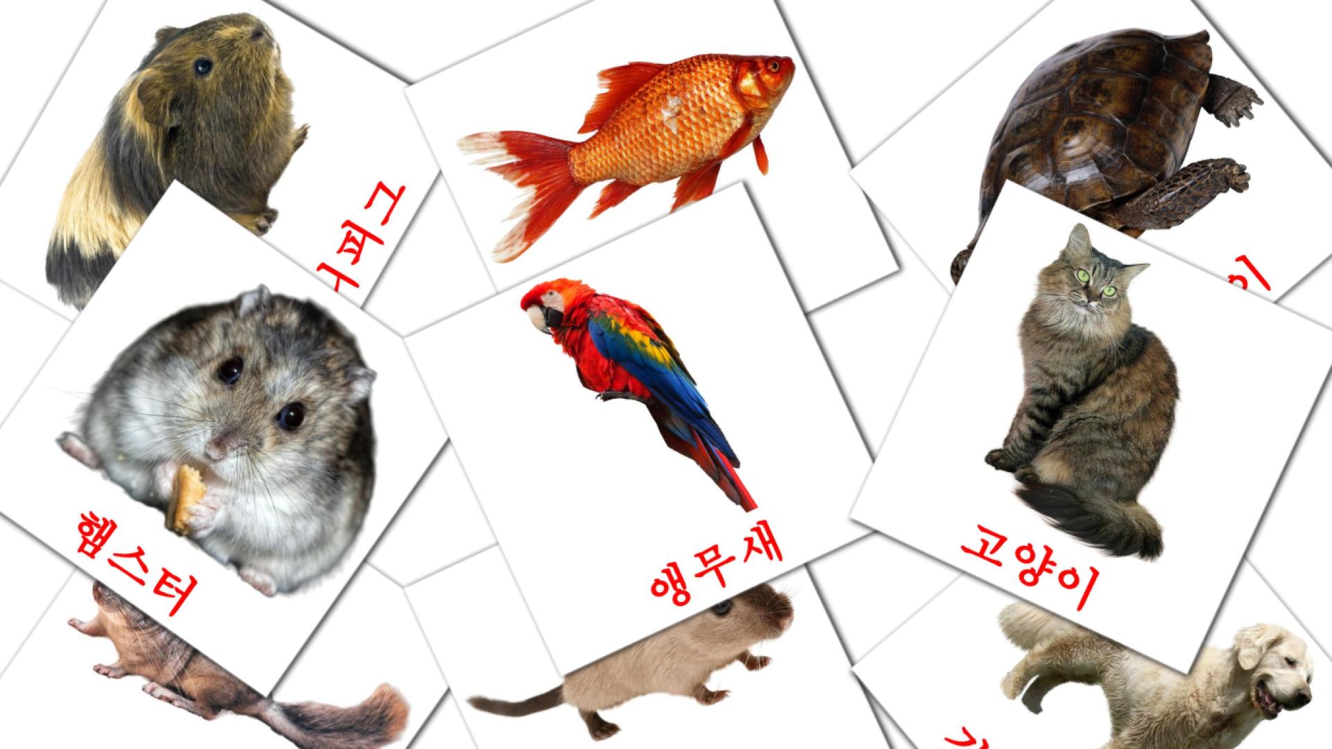 10 flashcards di 애완동물