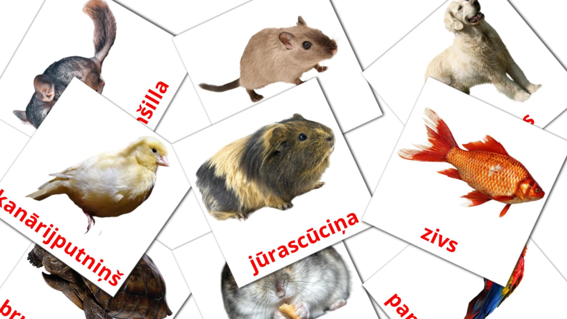 10 flashcards di Mājdzīvnieki