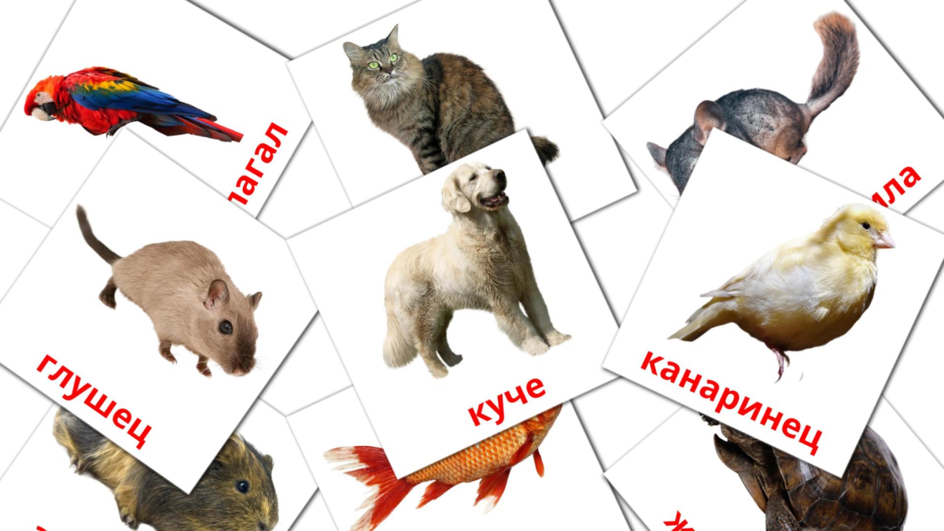 10 Bildkarten für Домашни животни