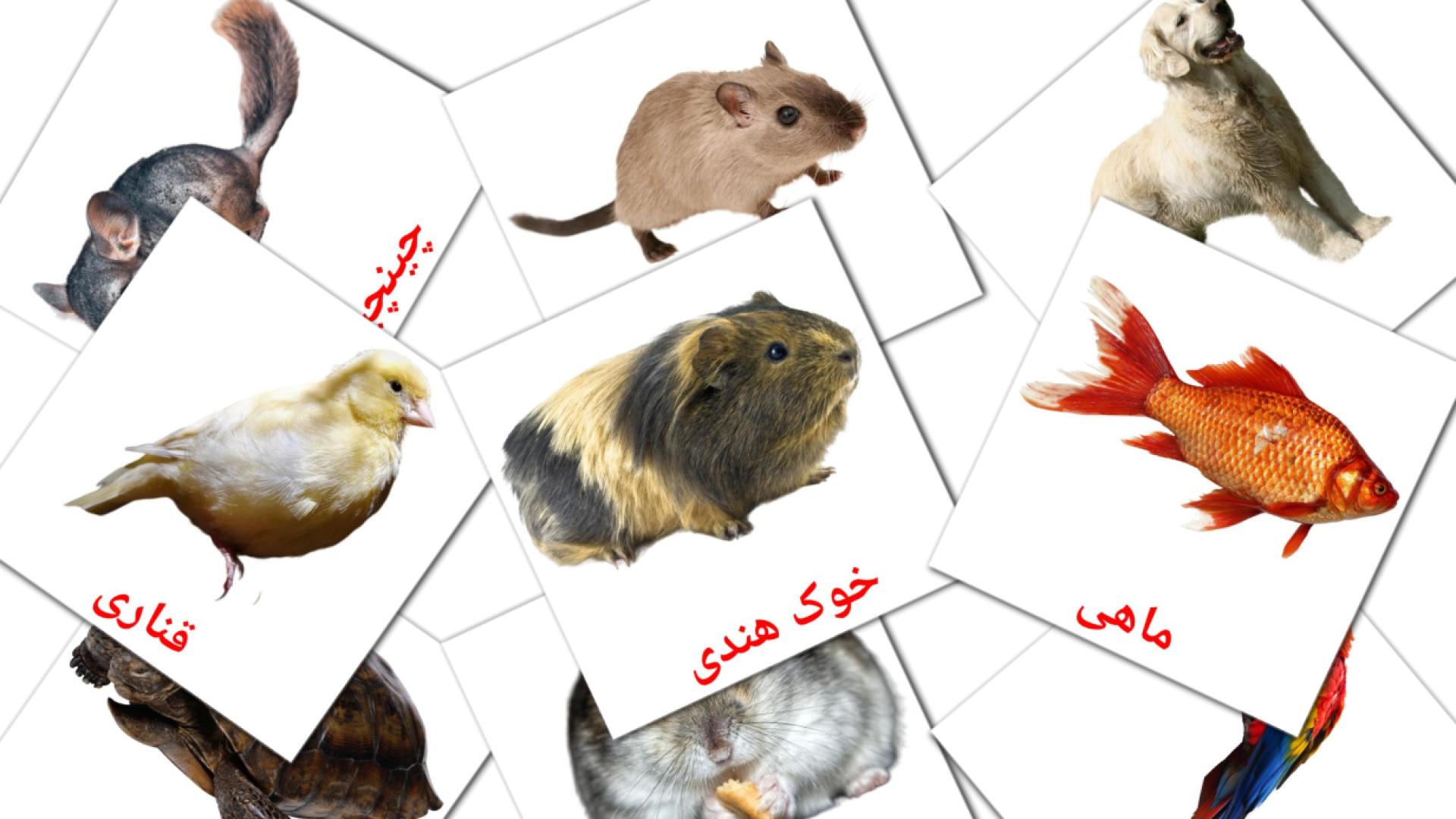 10 tarjetas didacticas de حیوانات  اهلی