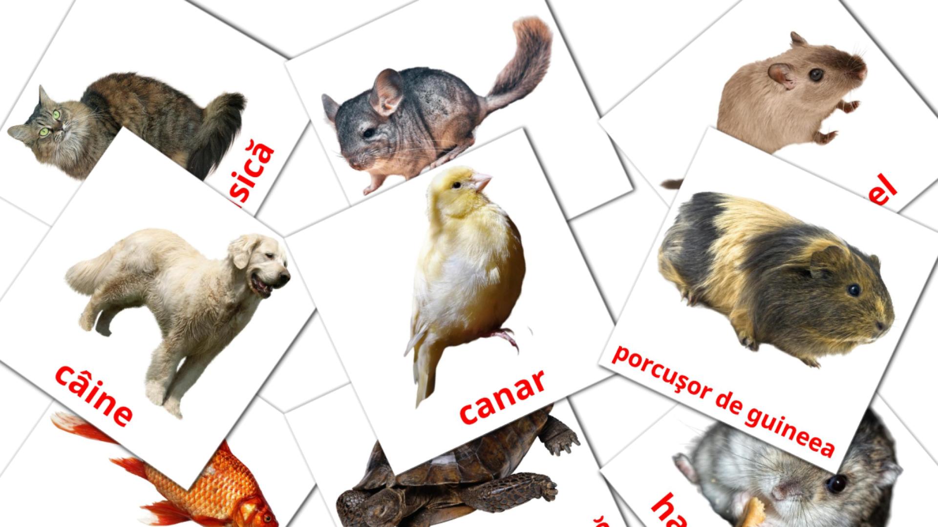 10 tarjetas didacticas de Animale domestice